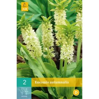 Compra EUCOMIS AUTUMNALIS en la tienda online Fito Agrícola