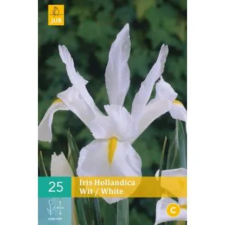 Compra IRIS HOLANDICA WHITE en la tienda online Fito Agrícola