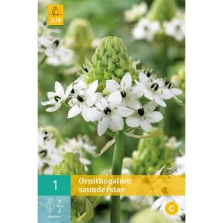 Compra ORNITHOGALUM SAUNDERSIAE en la tienda online Fito Agrícola