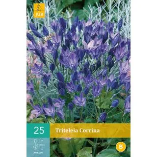 Compra TRITELEIA CORRINA en la tienda online Fito Agrícola