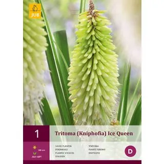 Compra TRITOMA (KNIPHOFIA) ICE QUEEN en la tienda online Fito Agrícola
