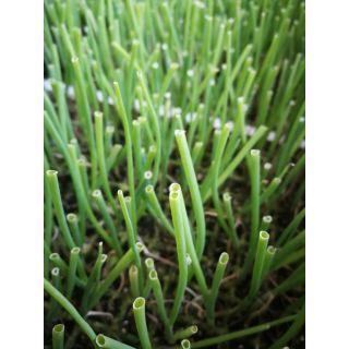 Compra CEBOLLA DULCE DE FUENTES EPS726 en la tienda online Fito Agrícola