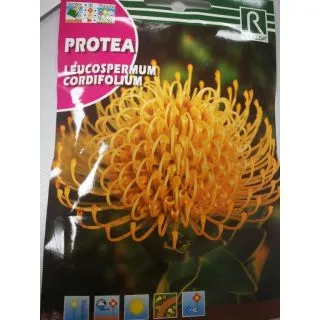 Compra PROTEA LEUCOSPERMUM CORDIFOLIUM AMARILLO (6 Semillas). en la tienda online Fito Agrícola