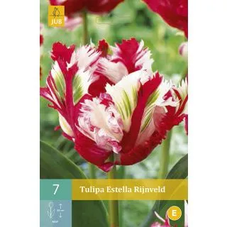 Compra TULIPÁN ESTELLA RIJNVELD en la tienda online Fito Agrícola