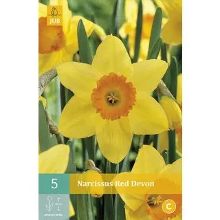 Compra NARCISOS RED DEVON en la tienda online Fito Agrícola