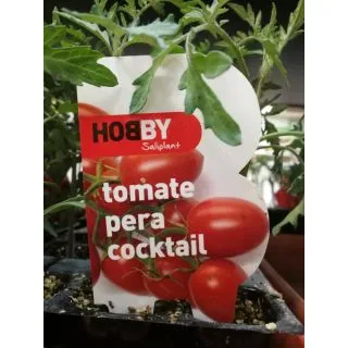 Compra TOMATE PERA COCKTAIL M11 en la tienda online Fito Agrícola