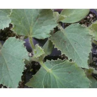 Compra MELON PIEL DE SAPO EPS104 en la tienda online Fito Agrícola