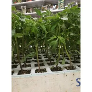 Compra TOMATE COMANCHE F-1 EPS150 en la tienda online Fito Agrícola