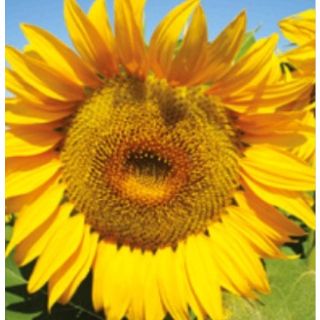 Compra GIRASOL BULERIA F1 (150.000 Semillas) en la tienda online Fito Agrícola