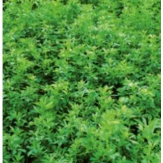 Compra ALFALFA ARAGÓN (10 Kgr.) en la tienda online Fito Agrícola