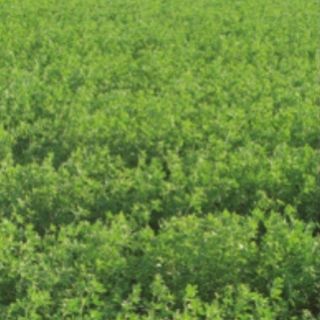 Compra ALFALFA VICTORIA (25 Kgr.). en la tienda online Fito Agrícola