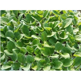 Compra BERENJENA LEIRE F-1 RZ EPS150 en la tienda online Fito Agrícola