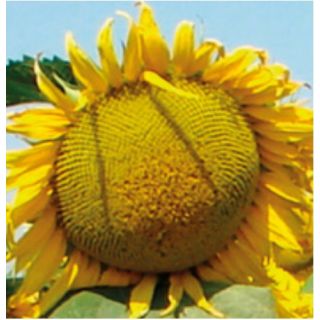 Compra GIRASOL PIPONERO XXL (10 Kgr.). en la tienda online Fito Agrícola