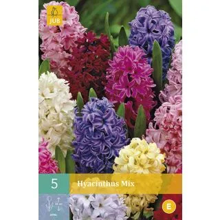 Compra JACINTOS MIX en la tienda online Fito Agrícola