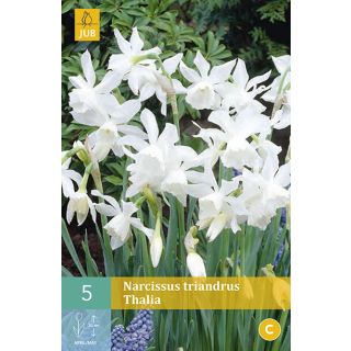 Compra NARCISOS TRIANDRUS THALIA en la tienda online Fito Agrícola