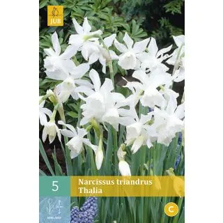 Compra NARCISOS TRIANDRUS THALIA en la tienda online Fito Agrícola
