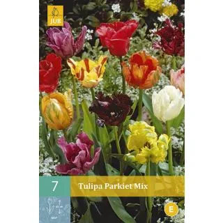 Compra TULIPÁN PARROT MIX en la tienda online Fito Agrícola