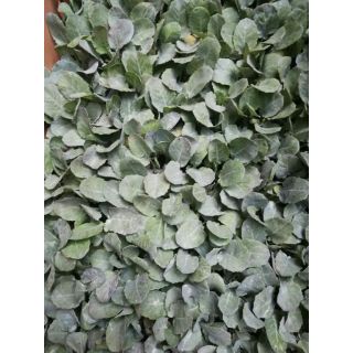 Compra BRÓCOLI F1 EPS294 en la tienda online Fito Agrícola