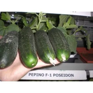 Compra PEPINO POSEIDON F-1 EPS104 en la tienda online Fito Agrícola