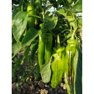 Compra PIMIENTO ALICUM F-1 EPS104 en la tienda online Fito Agrícola