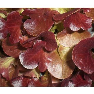 Compra LECHUGA HOJA DE ROBLE ROJA EPS294 en la tienda online Fito Agrícola