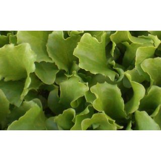 Compra LECHUGA ICEBERG EPS294 en la tienda online Fito Agrícola