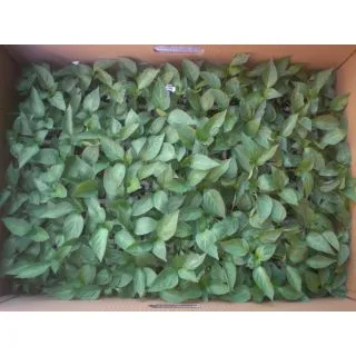 Compra PIMIENTO LAMUYO TRES CASCOS EPS247 en la tienda online Fito Agrícola