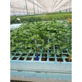 Compra PIMIENTO ITALIANO F-1 EPS150 en la tienda online Fito Agrícola