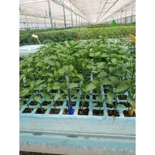 Compra PIMIENTO ITALIANO F-1 EPS150 en la tienda online Fito Agrícola