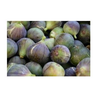 Compra HIGUERA SAN ANTONIO (Breva) en la tienda online Fito Agrícola