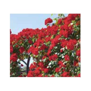 Compra ROSAL LA SEVILLANA ® - Meigekanu en la tienda online Fito Agrícola