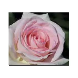 Compra ROSAL PRINCE JARDINIER ® Meitroni en la tienda online Fito Agrícola