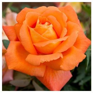 Compra ROSAL ANABELLA en la tienda online Fito Agrícola