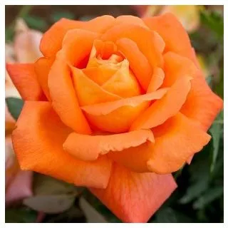 Compra ROSAL ANABELLA en la tienda online Fito Agrícola