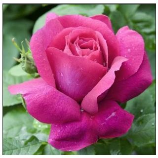 Compra ROSAL CAPRICHO en la tienda online Fito Agrícola