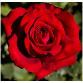 Compra ROSAL AUREA en la tienda online Fito Agrícola