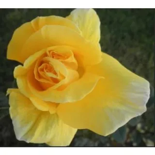 Compra ROSAL SOLEI en la tienda online Fito Agrícola