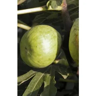 Compra HIGUERA DALMATIE (Breva) en la tienda online Fito Agrícola