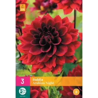 Compra DALIA ARABIAN NIGTH XXL en la tienda online Fito Agrícola