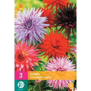 Compra DALIA FAVOURITE LOVE XXL en la tienda online Fito Agrícola