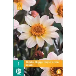 Compra DALIA HAPPY DAYS CREAM WHITE en la tienda online Fito Agrícola