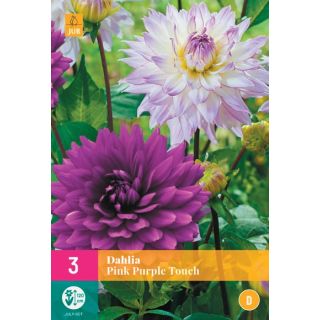 Compra DALIA PINK PURPLE TOUCH XXL en la tienda online Fito Agrícola