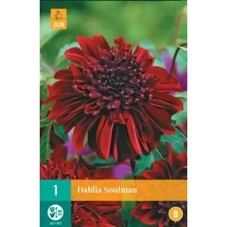 Compra DALIA SOULMAN en la tienda online Fito Agrícola