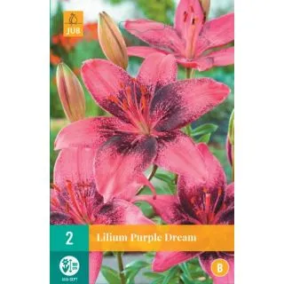 Compra LILIUM PURPLE DREAM en la tienda online Fito Agrícola