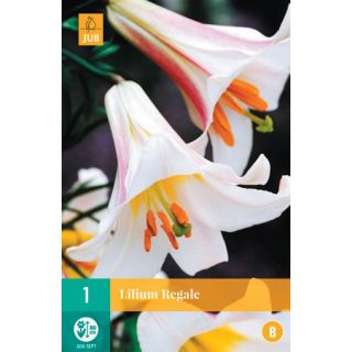Compra LILIUM REGALE en la tienda online Fito Agrícola