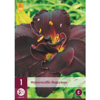 Compra HEMEROCALLIS BOGEYMAN en la tienda online Fito Agrícola