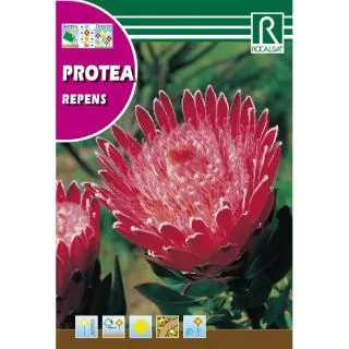 Compra PROTEA REPENS (6 gr.). en la tienda online Fito Agrícola