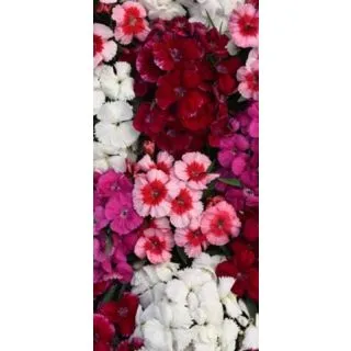 Compra DIANTHUS CORONET MIX (240 Plantas) en la tienda online Fito Agrícola