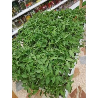 Compra TOMATE COMANCHE EPS150 en la tienda online Fito Agrícola