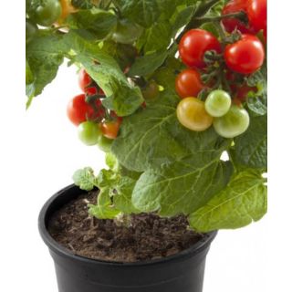 Compra TOMATE REDONDO HOBBY FRESH M13 en la tienda online Fito Agrícola